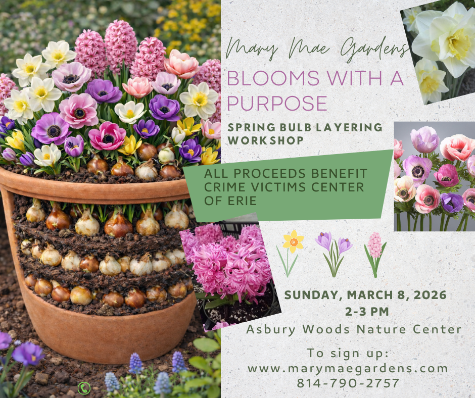 Erie, PA Florist | Discover Beautiful Flowers & Merchandise —Order